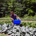 Fresh Roots Farm, a local Vermont grower with fresh produce at Woodstock Farmers' Market.