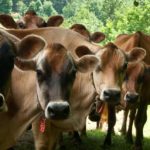 Cows from Cobb Hill Cheese. Find this Vermont cheese at Woodstock Farmers' Market.