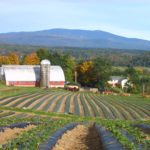 Four Corners Farm, a local Vermont grower with fresh produce at Woodstock Farmers' Market.