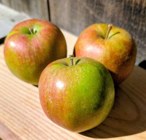 Cornish Gilliflower, a local apple at Woodstock Farmers' Market.
