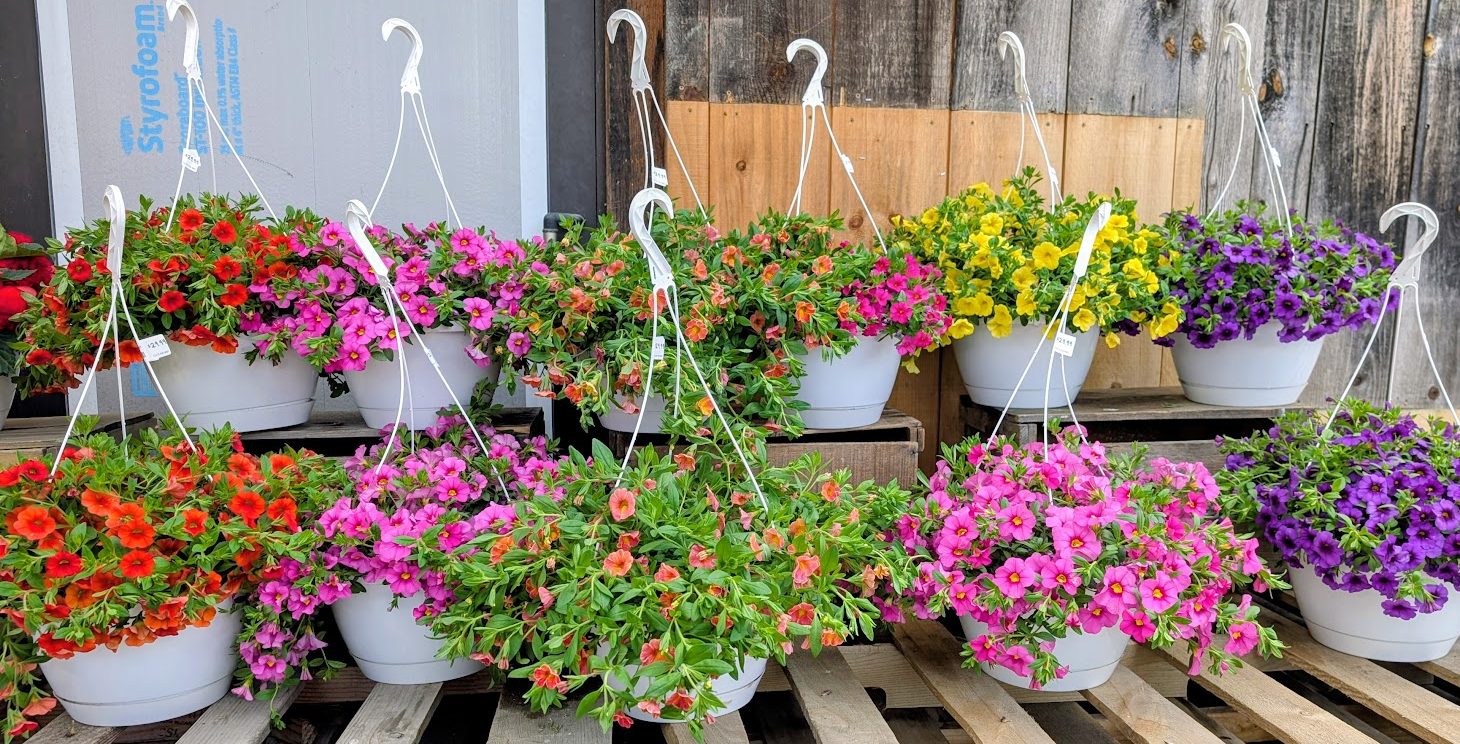 10% off hanging baskets at Woodstock Farmers' Market